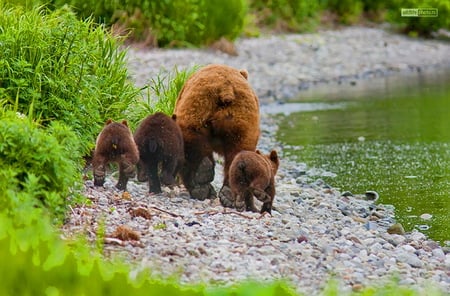 X rated - Bear Bottoms - bottoms, bears, cubs, walking, mother, rocks