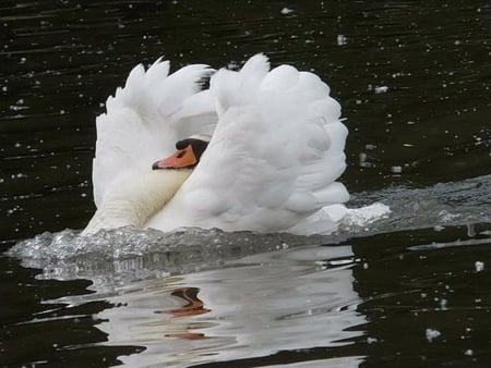 Happy landing - white, swan, landing, ruffles, water, wings, bird