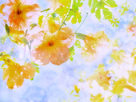 Light and breezes - yellow, orange, green, leaves, sunny, spring, gold