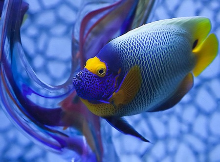 Deep blue - tail, electric, water, scales, fin, yellow, beautiful, blue, fish, yellow tail