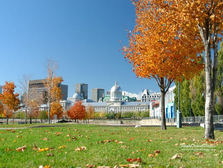 Montreal, Canada - montreal, canada, tree, nature, grass