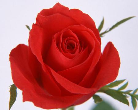 Red Rose - nature, beauty, rose, garden, flower