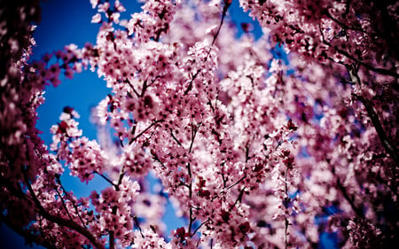 Spring is coming - flowers, colours, trees, amazing, spring, pink, sky