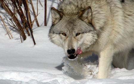 ARTIC  WOLF - wolf, predator, snow, winter, majestic, wild life, artic