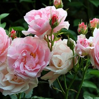 Pink-summer-roses