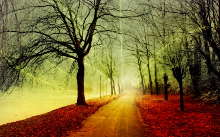 AUTUMN WONDER - pathway, autumn, forest, light, colors, dreamy