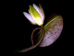 lily-with-leaf