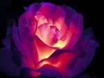 Glowing-Rose