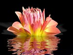 Water-Lily-Reflection