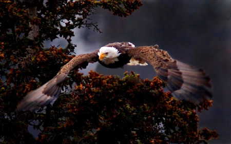 APPROACHING EAGLE FLIGHT - eagle, nature, bald, flight, photograhy, dark