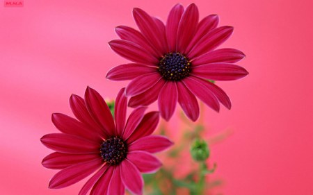 Pink-Flowers - nature, flowers, pink, beautiful