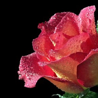 Pink rose for ramyadevims