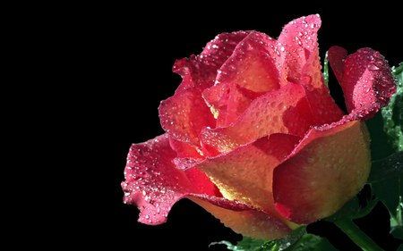 Pink rose for ramyadevims - nature, ramyadevims, pink, wet, lovely, rose, friend, flower