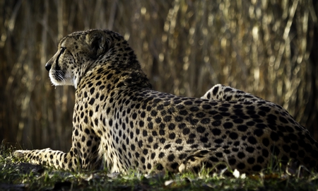 Grace, by Anmut - wildlife, leopard, animal, grace, anmut