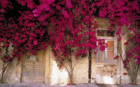 Botanical-Exterior - nature, botani, pink, exterior, flowers