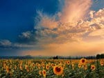 Sunflower-Field