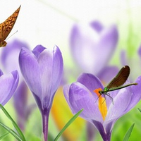 Crocus Dragonfly and Butterfly