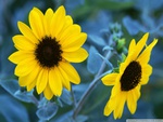 Sunflowers