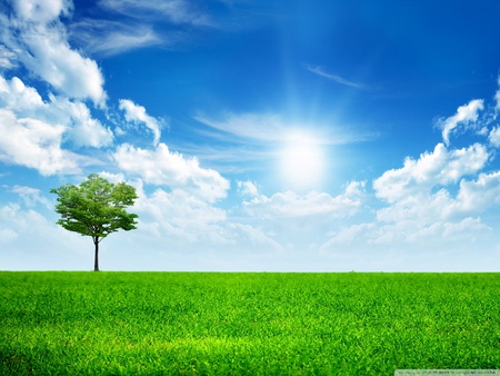 Green nature - sky, field, tree, nature, green, grass