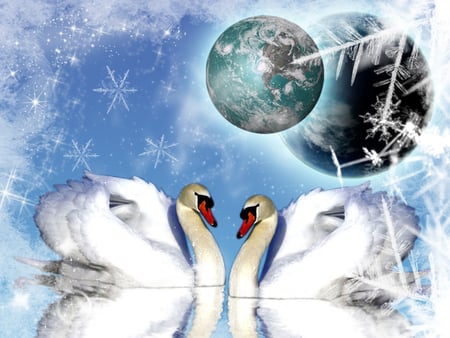 SWANS IN WONDERLAND - land, swans, winter, wonder