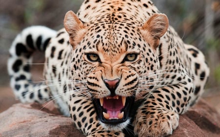 Leopard - teeth, leopard, cat, hair, cats, animal