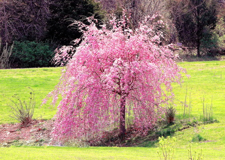 Little cherry - spring, weeping cherry, small grass, tree