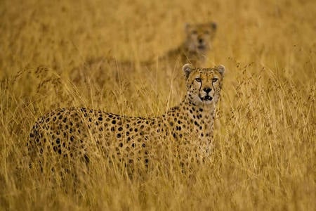 Cheetah - cheetah, animal, chita, feline, cats