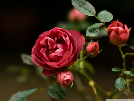 Roses - red, wallpaper, rose, love, nature