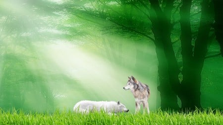 Light Shining on Wolves - sunshine, trees, sunlight, sun, wolf, wolves, forest, wild, green, firefox persona