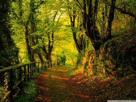 Forest road - path, nature, road, forest, tree