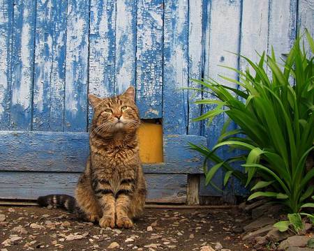 kitty - flowers, day, blue, cat