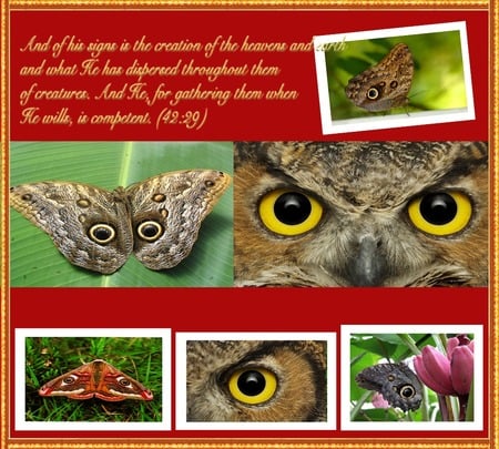 owl eye butterfly - bird, feather, forest, flower, buttefly, owl, popular, white, animal, red, green, leaf