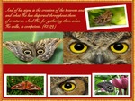 owl eye butterfly