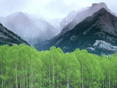 Forest And Mountain !!! - nature, fog, green, slety, forest, mountain