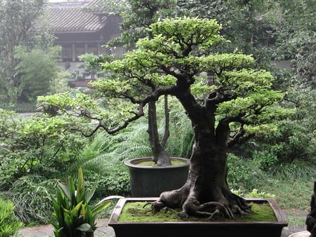 bonsai - bonsai