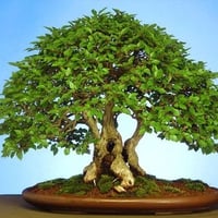 bonsai