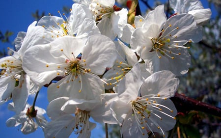 Cherry flower - flowers