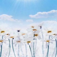 Bright white  flowers