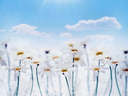 Bright white  flowers - white -flowers