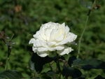 white rose