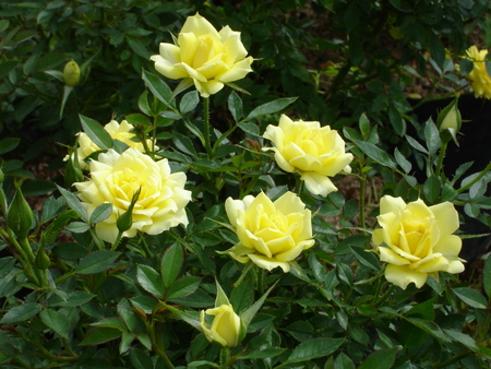 mini roses - roses, yellow