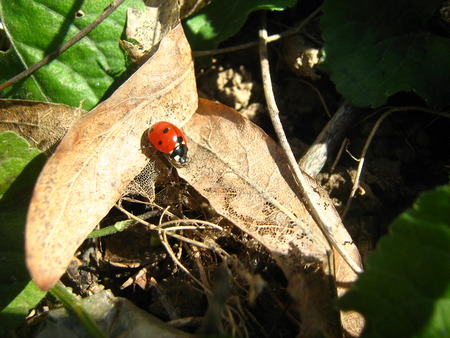 Bubamara :P - bug spring ladybug