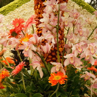 Pink orchid  and orange gerbera  blossoms