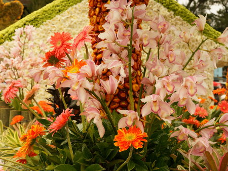 Pink orchid  and orange gerbera  blossoms - orchid, orange, pink, gerbera