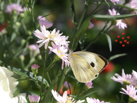 butterfly - pink- flowers, yellow- butterfly