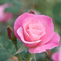 Beautiful pink rose