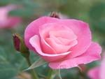 Beautiful pink rose