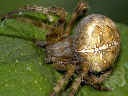 spider - photography, animals, nature, spider