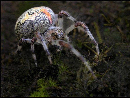 spider - photography, animals, nature, spider