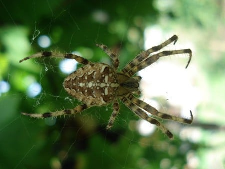 spider - photography, animals, nature, spider